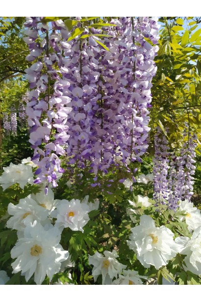 Цветение Глициния/Вистерия японская `Мультижуга`